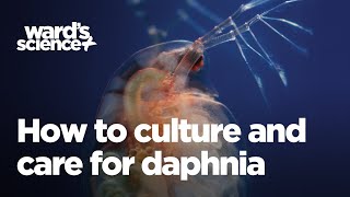 Caring and Culturing for Daphnia [upl. by Emoreg]