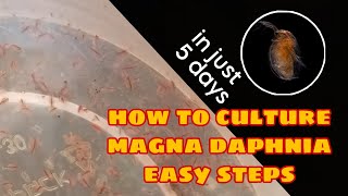 How to Culture Magna Daphnia Easily [upl. by Bindman]