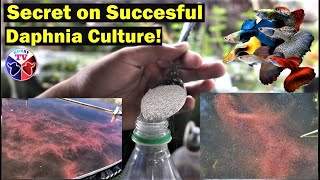 How to Culture Daphnia Successfully [upl. by Ener336]