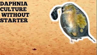 HOW TO CULTURE DAPHNIA NATURALLY WITHOUT A STARTER [upl. by Lime]