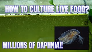 How to Culture Daphnia Secret Method to Breed MILLIONS  Simply Aquatic [upl. by Hornstein]