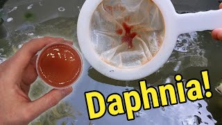 How I Culture Daphnia In Outdoor Tubs [upl. by Duff208]