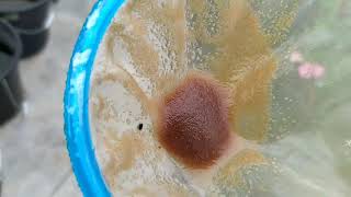 How to culture daphnia moina in a small container Part 1 English Subtitle [upl. by Gwenora]