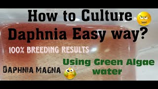 Daphnia MagnaHow to Culture Daphnia Easy wayCulturing Daphnia using Green water Daphnia [upl. by Osric367]