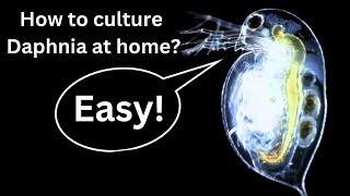 BEST Live Fish Food Beginner guide How to Culture Daphnia at home [upl. by Leoj]