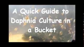 How to culture daphnia outside [upl. by Thetis]