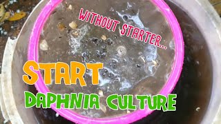 How to culture daphnia moina the easy way 1  Starting the Daphnia culture [upl. by Danette495]