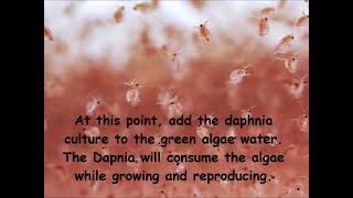 Daphnia  How to grow daphnia in your home [upl. by Archaimbaud]