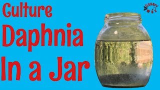 How to Culture Daphnia in a Jar [upl. by Zetrauq]