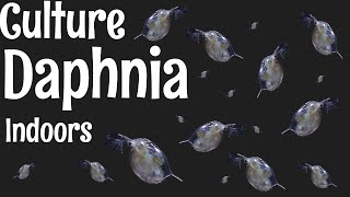 How to Culture Daphnia [upl. by Rici151]