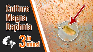 How to culture DAPHNIA MAGNA  The easy way [upl. by Kara]