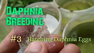 Daphnia Culture made simple and easy 3  Hatching Daphnia eggs [upl. by Ambrosia]