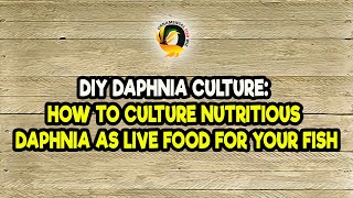 DIY Daphnia Culture How to Culture Nutritious Daphnia as Live Food for Your Fish [upl. by Joo]