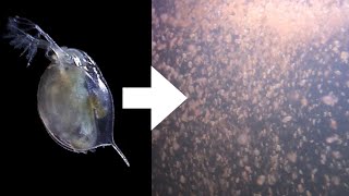 How I Culture Daphnia [upl. by Othe989]