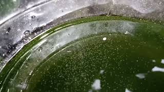 DAPHNIA MOINA CULTURE IN A SMALL BUCKET [upl. by Ahtenak]