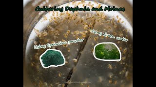 How To Culture Daphnia and Moinas using Green Water Spirulina powder [upl. by Henson]