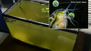 Raising Daphnia for the Freshwater Aquarium [upl. by Enrika]