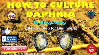 HOW TO CULTURE DAPHNIA In Easy Way [upl. by Marysa537]